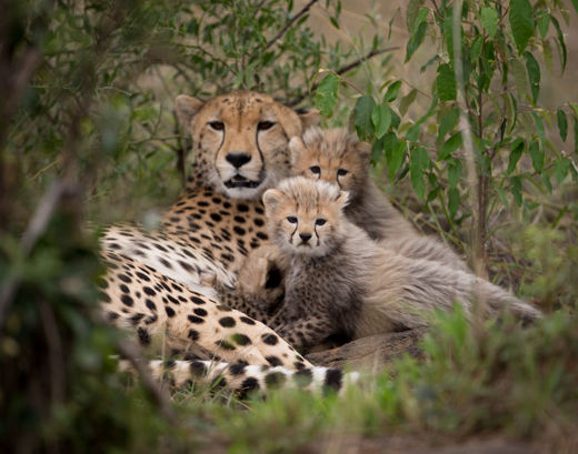 Cheetah mother with cubs.