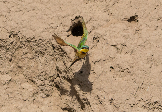 Little Bee Eater