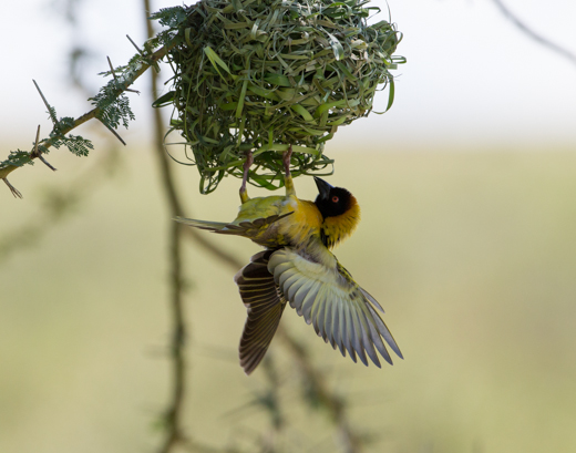 Weaver bird