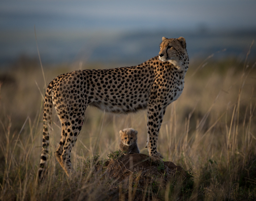 Cheetah with her cub