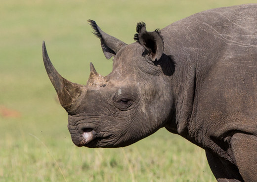 Black Rhino