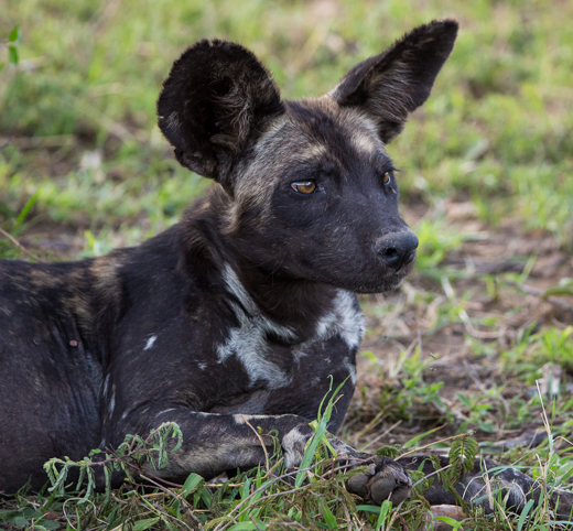 Wild dog