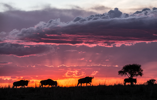 Wildebeest at Sunset